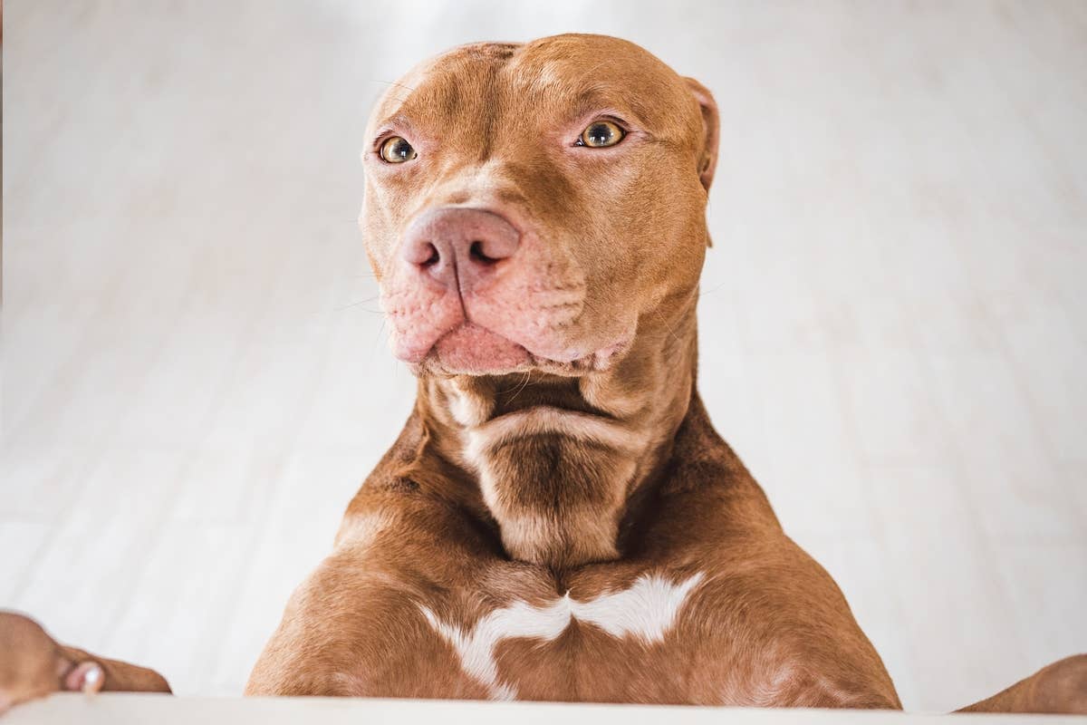 Precious Pit Bull Stands Just Like a Meerkat and People Can't Get ...