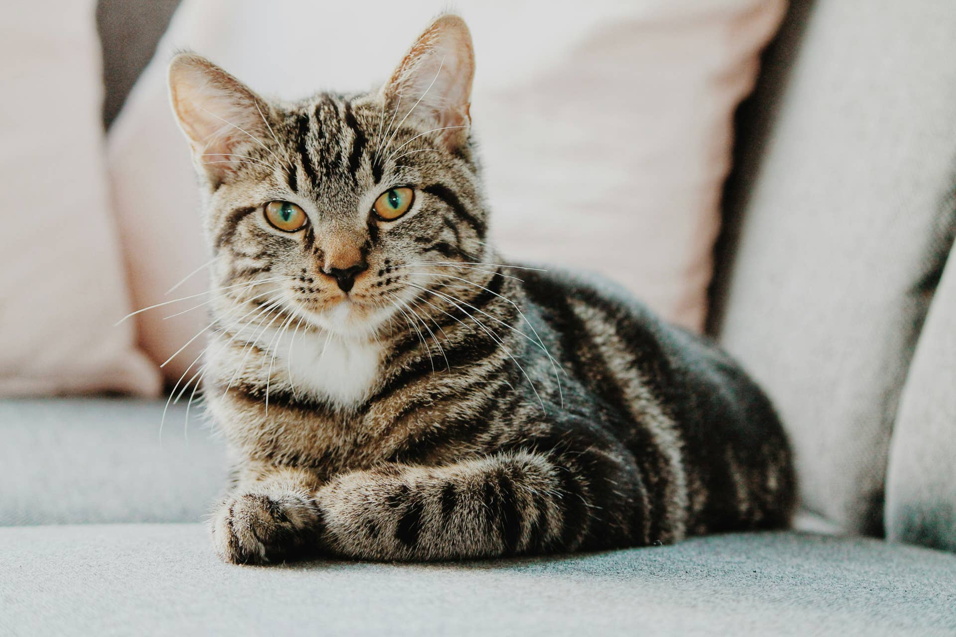 Things Your Cat Is Trying to Tell You With Their Tail - Parade Pets
