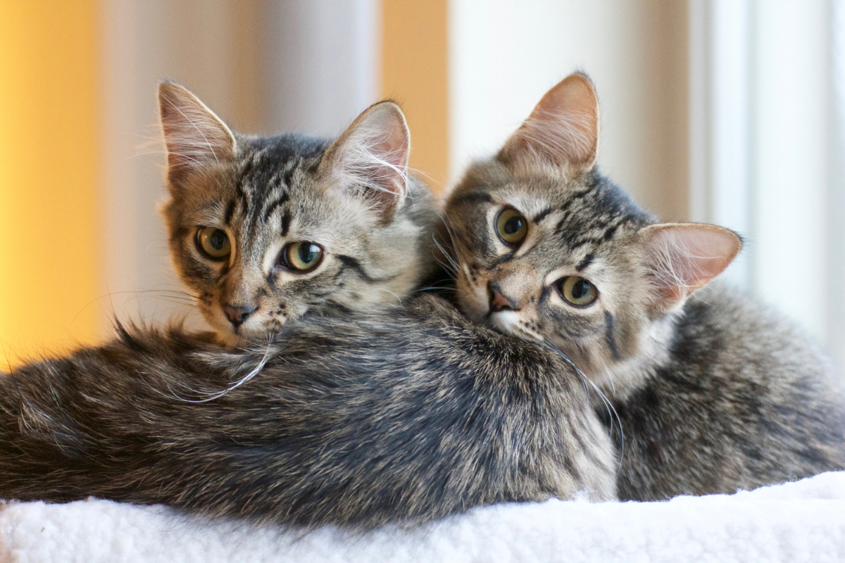 Orange Kitten and Ragdoll Sibling Fight Like Total UFC Champs - Parade Pets