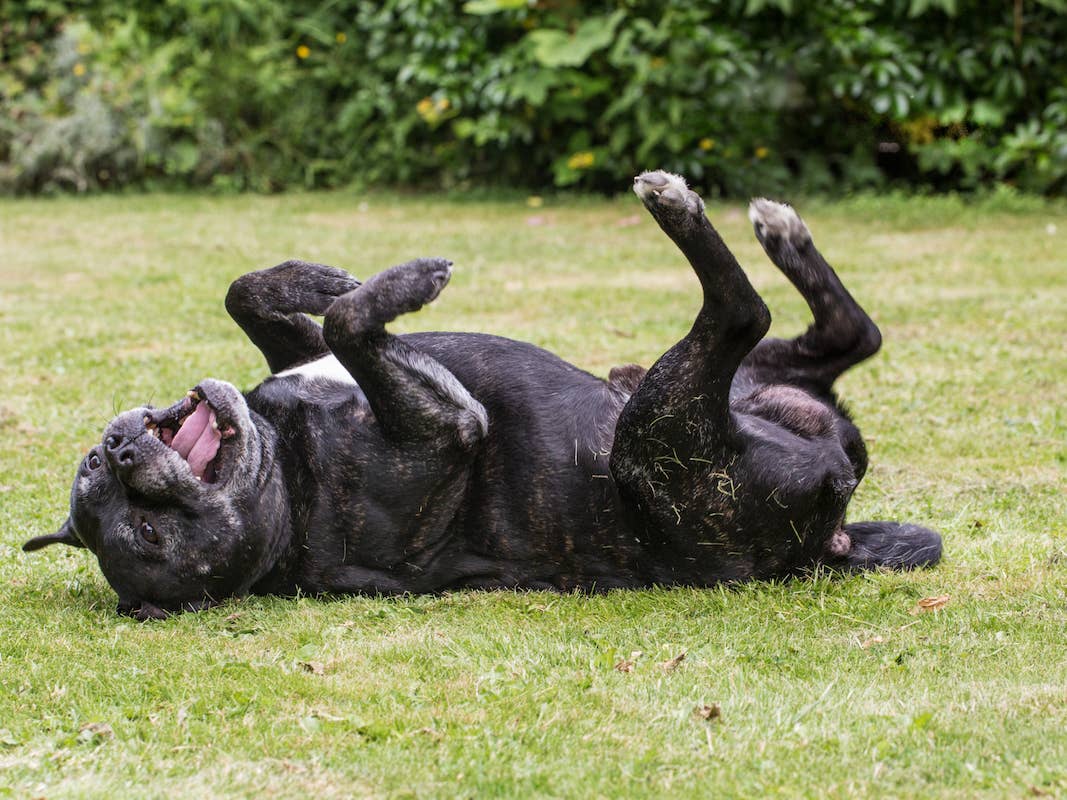 Senior Staffordshire Terrier