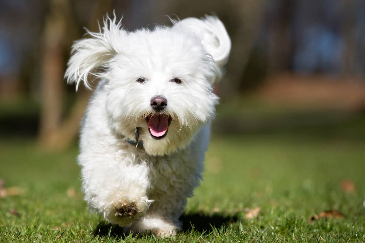 A happy Coton de Tulear running through the grass.