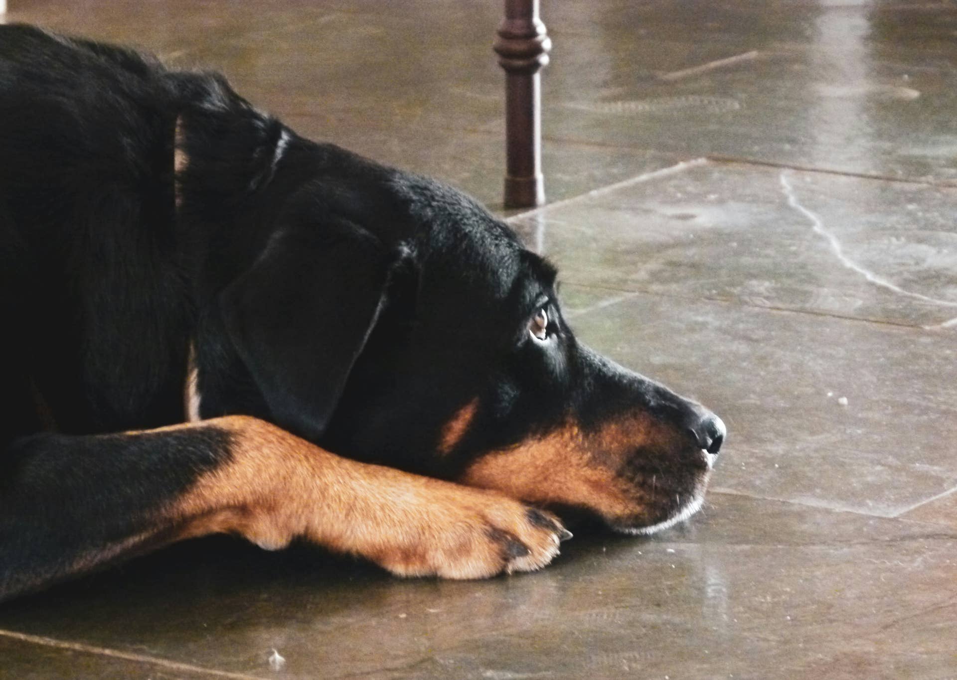 8 Dog Training Mistakes That Can Worsen Behavior - Parade Pets