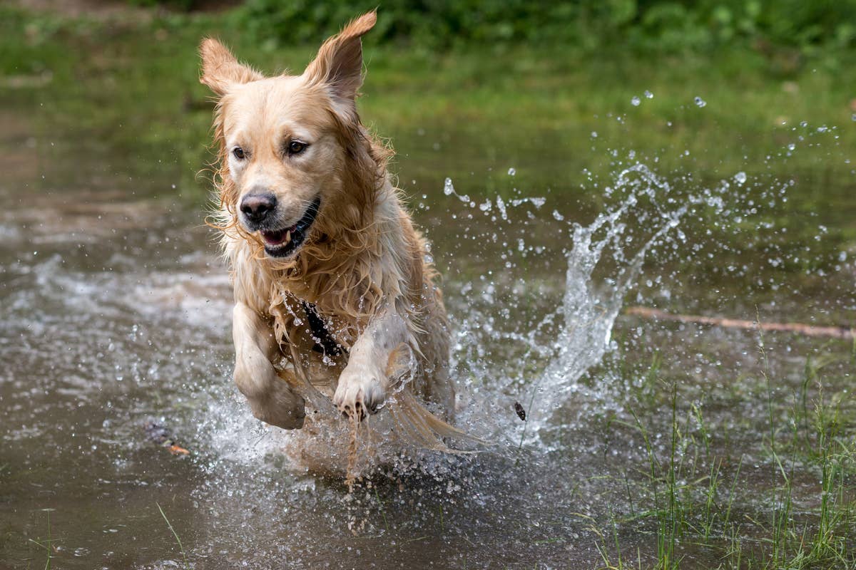 Golden Retriever Turns Garden Fountain Into Personal Pool - Parade Pets
