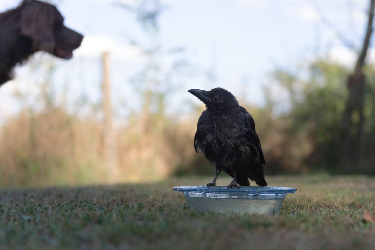 Infatuated Baby Crow Adopts Border Collie as ‘Mom’ In Adorable Meet ...