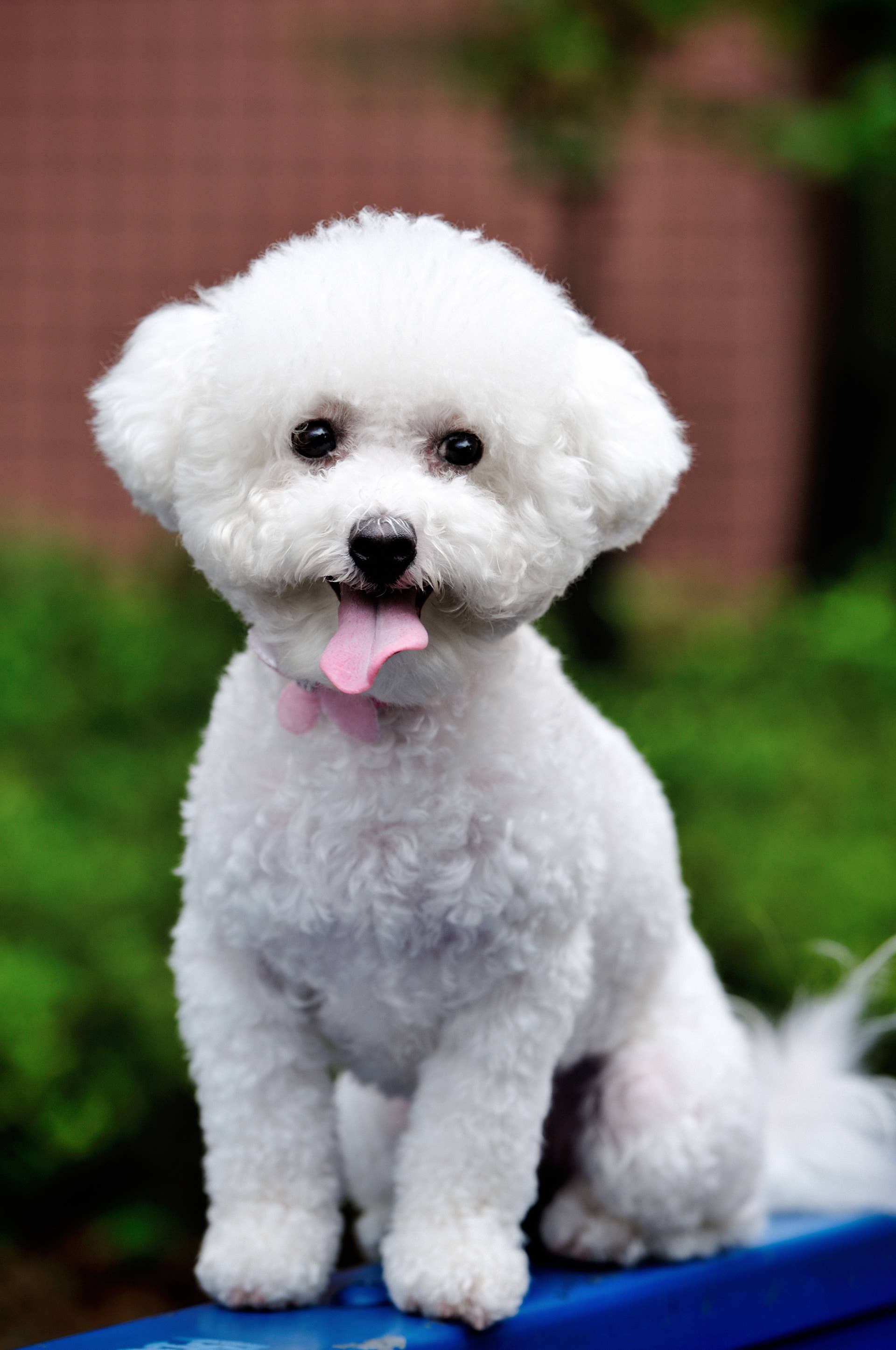 9 White Fluffy Dog Breeds: Grooming Tips & Traits - Parade Pets