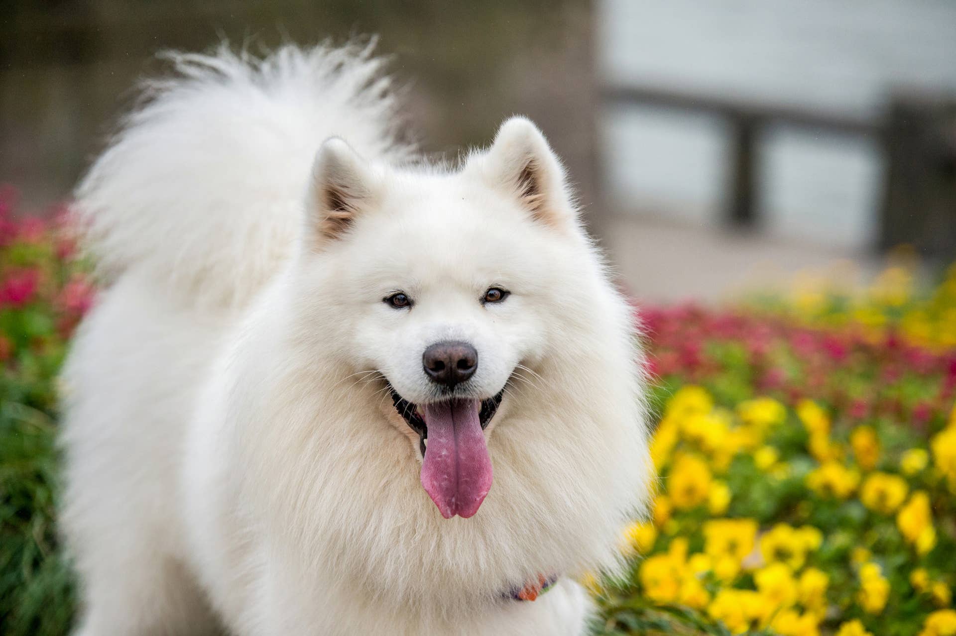 9 White Fluffy Dog Breeds: Grooming Tips & Traits - Parade Pets