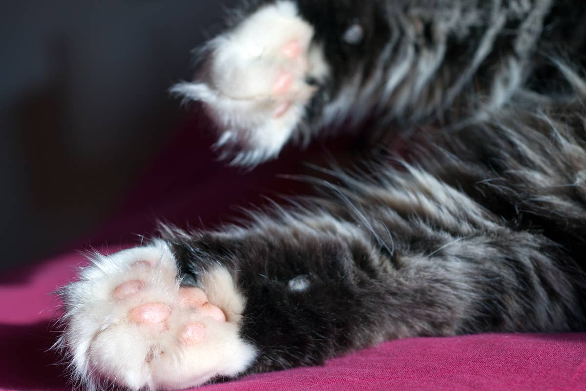 Gorgeous 'Kaleidoscopic' Cat ShowsoOff Extremely Rare Split-Color ...