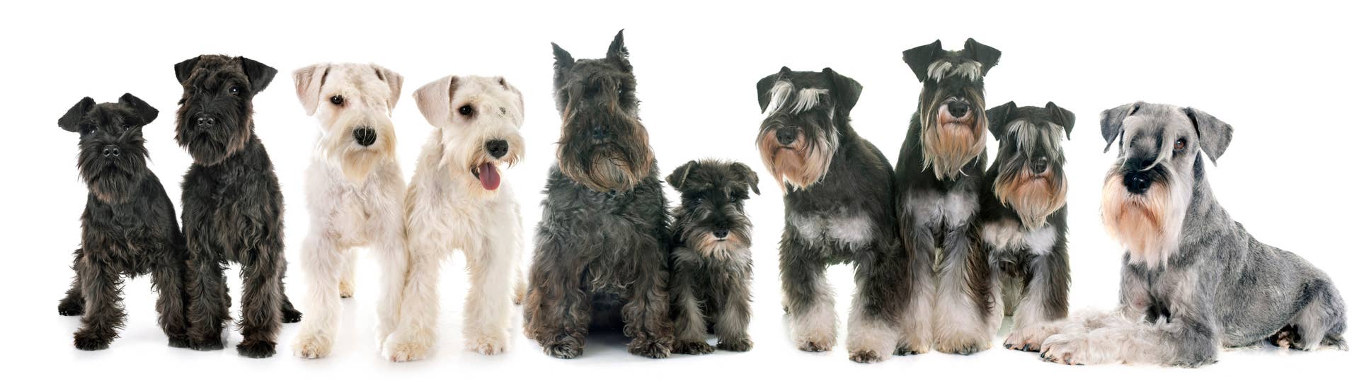 7 Dogs with Beards and Moustaches, According to Experts (Pictures and ...