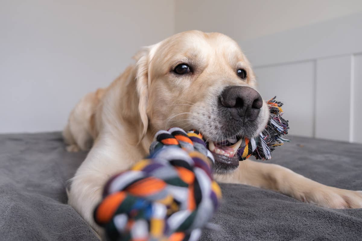 Stealthy Golden Retriever Snags Sleeping Sibling's Toy in Adorable ...