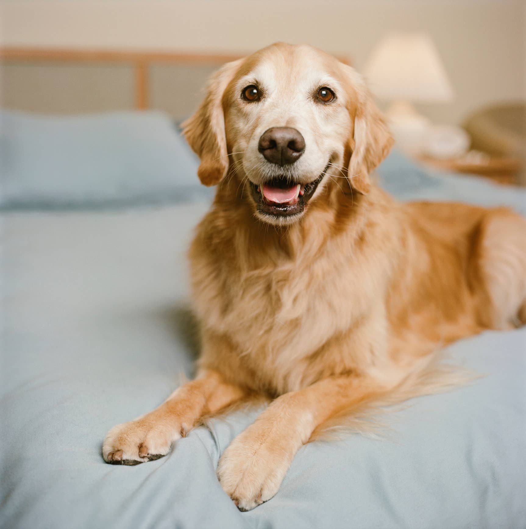 5 Cuddliest Dog Breeds, According to Pet Trainers - Parade Pets