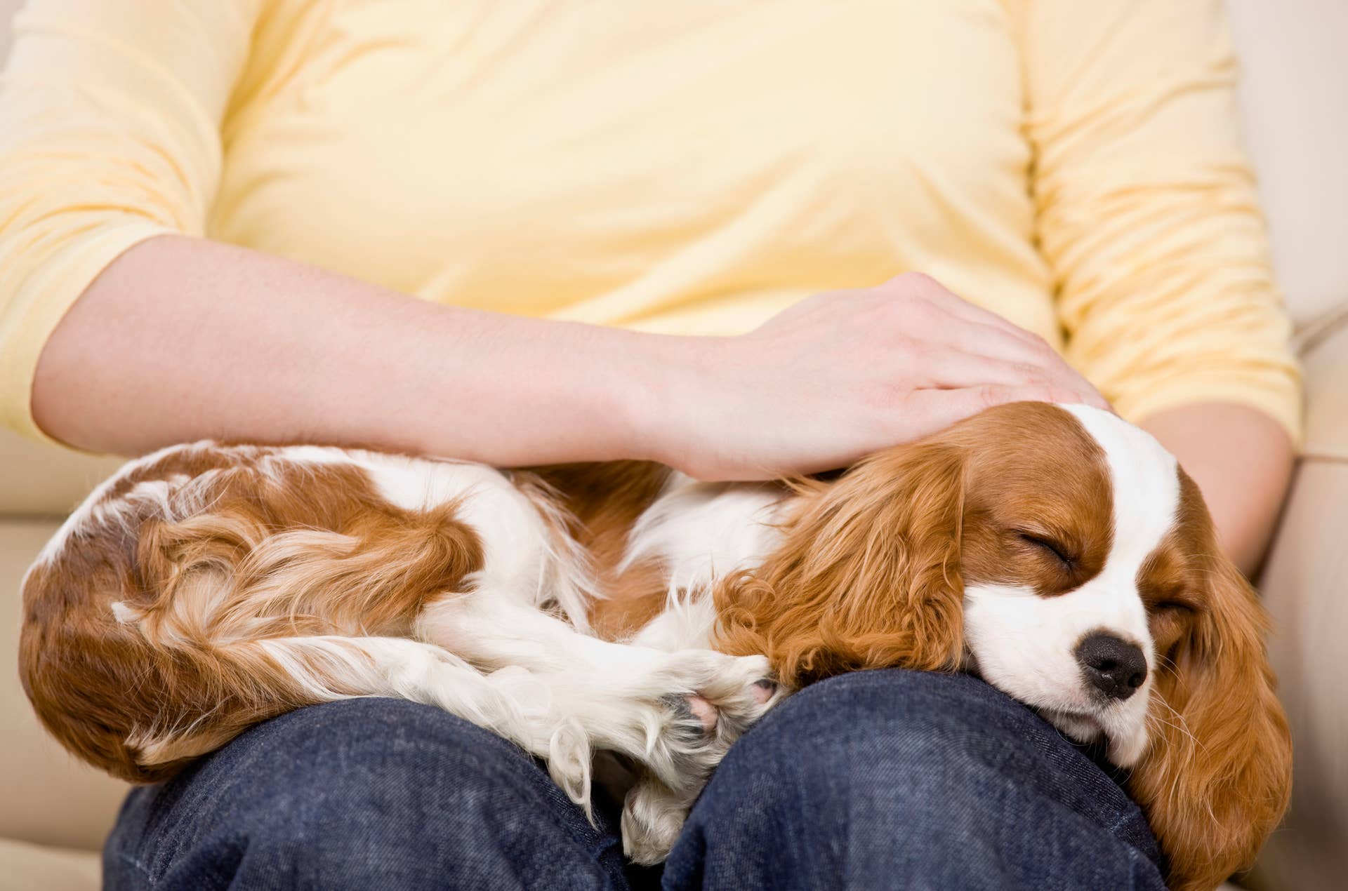 Cuddliest Dogs 5 Cuddliest Dog Breeds, According to Pet Trainers - Parade Pets