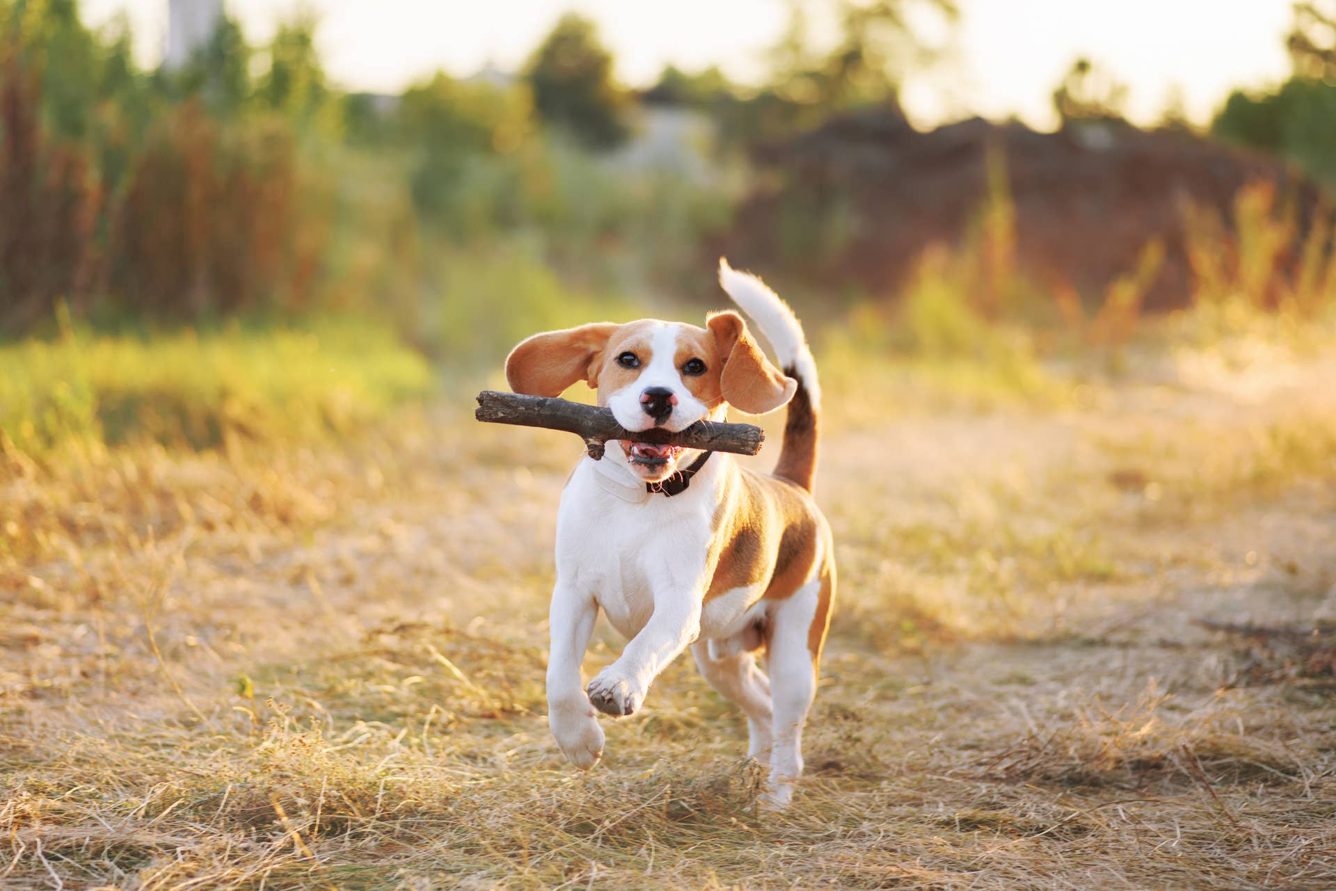 Top 5 Extroverted Dog Breeds - Parade Pets