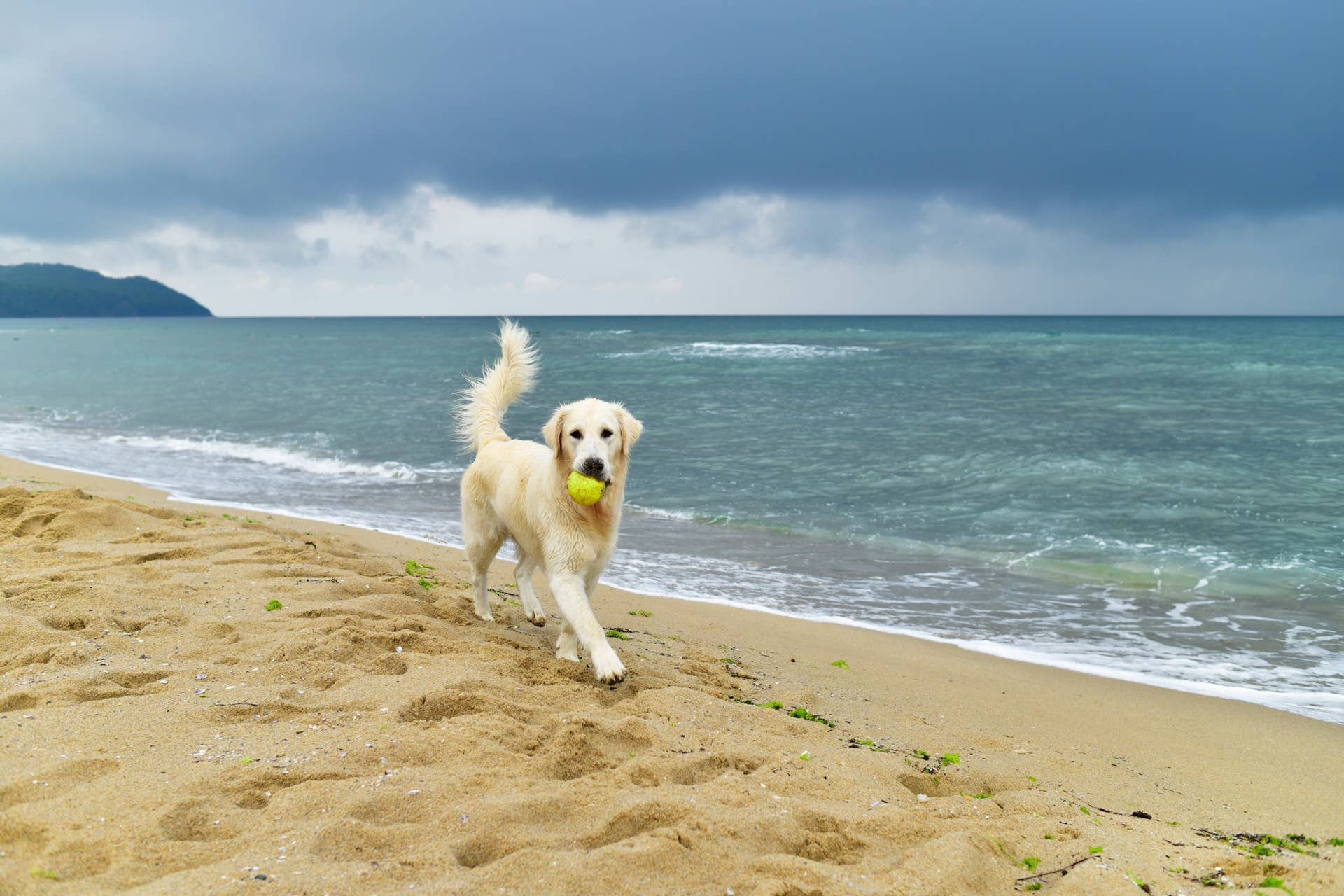 Top 5 Extroverted Dog Breeds - Parade Pets