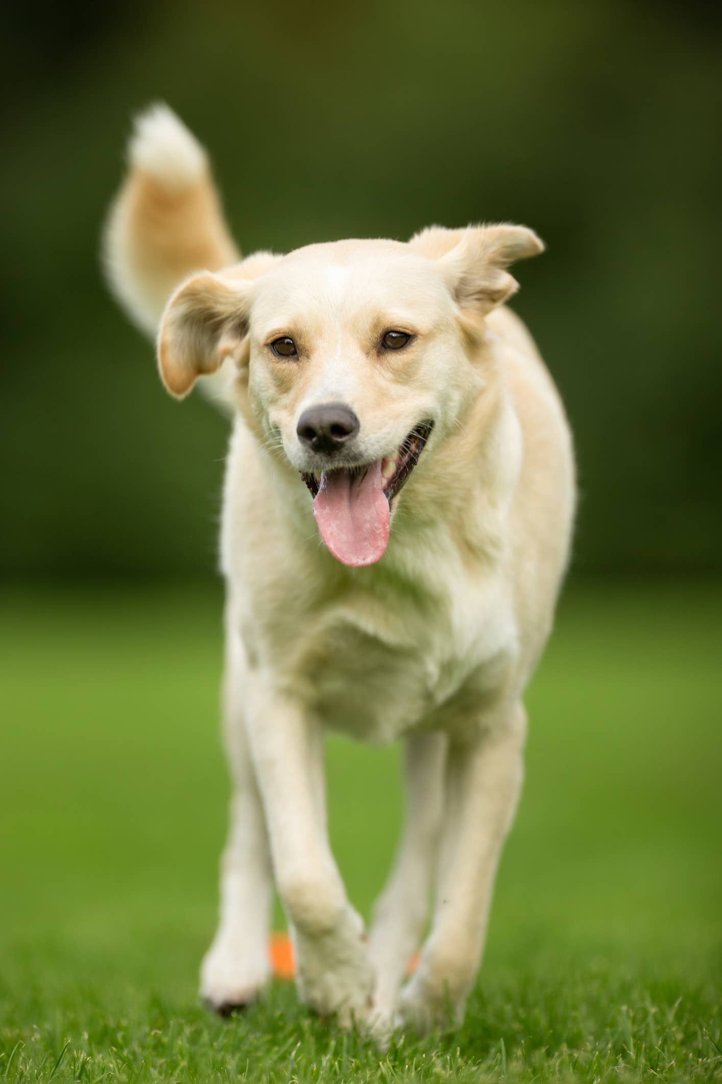 Top 5 Extroverted Dog Breeds - Parade Pets