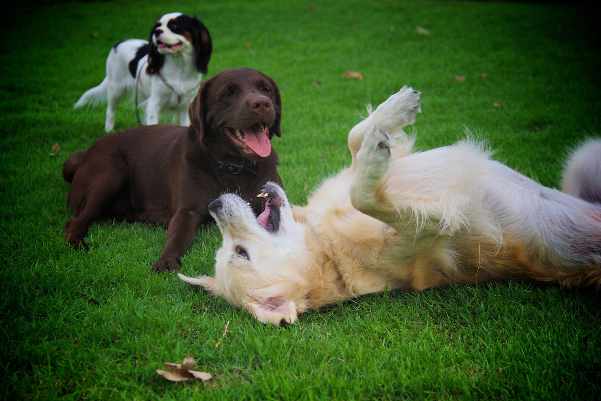Top 5 Extroverted Dog Breeds - Parade Pets