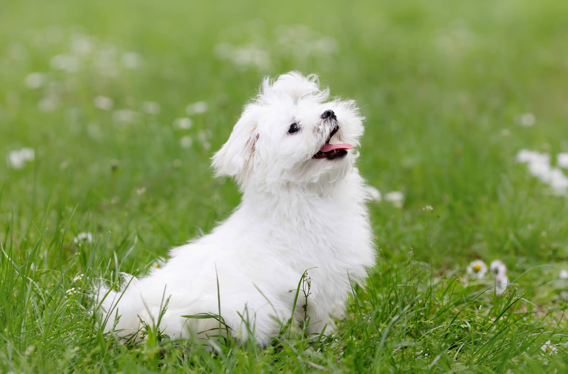 5 Happiest Miniature Dog Breeds, According to Experts - Parade Pets