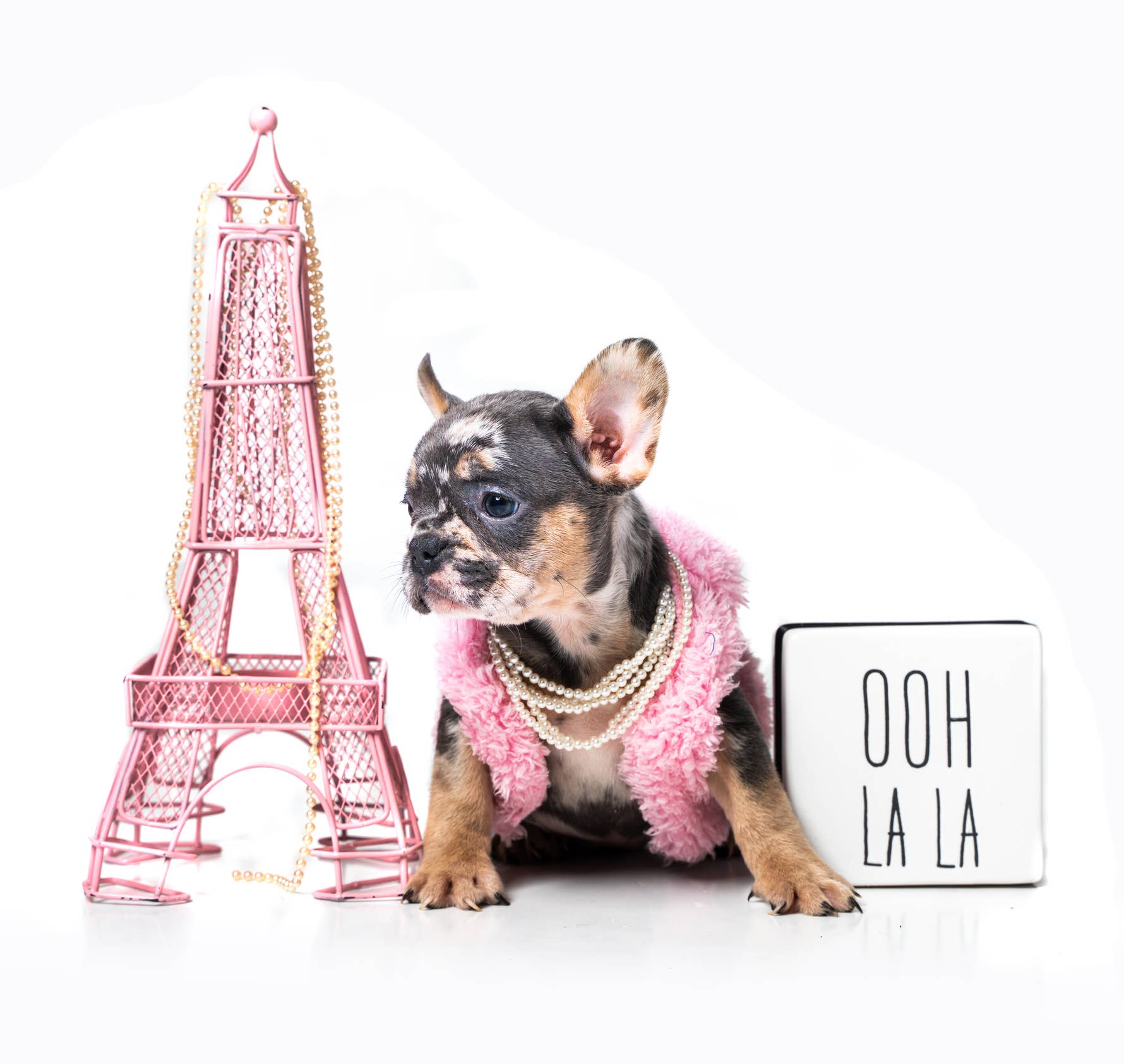 7 Friendly French Dog Breeds, According to Pet Experts - Parade Pets