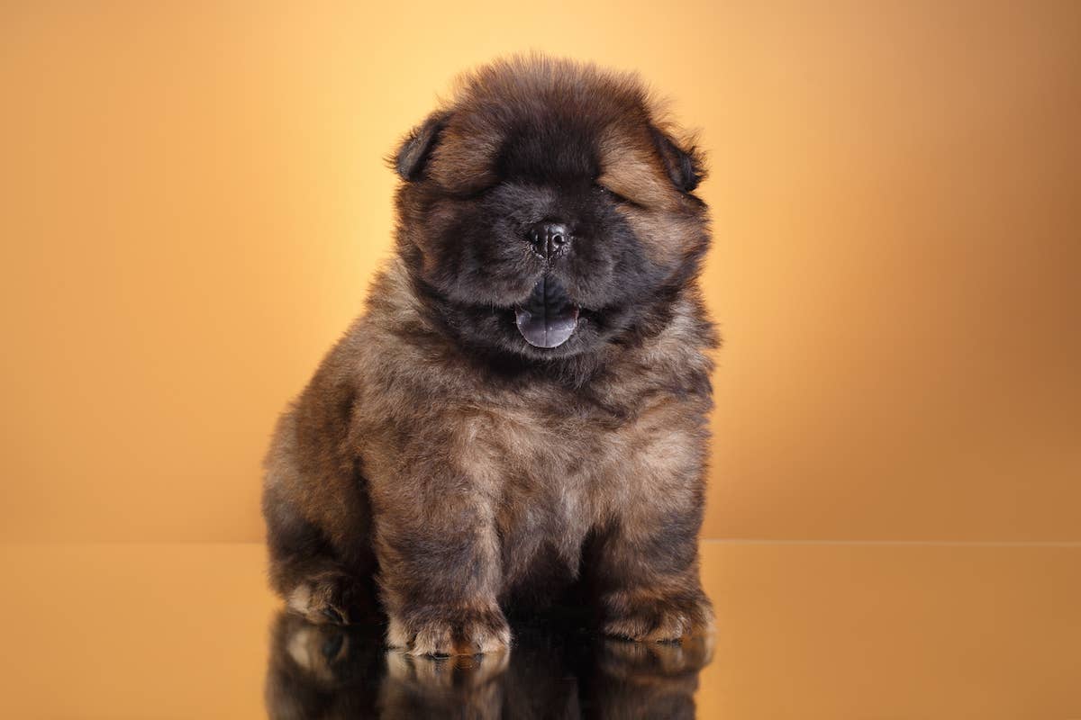 Fluffy Chocolate Chow Chow Puppy Is the Ultimate Snuggle Bear
