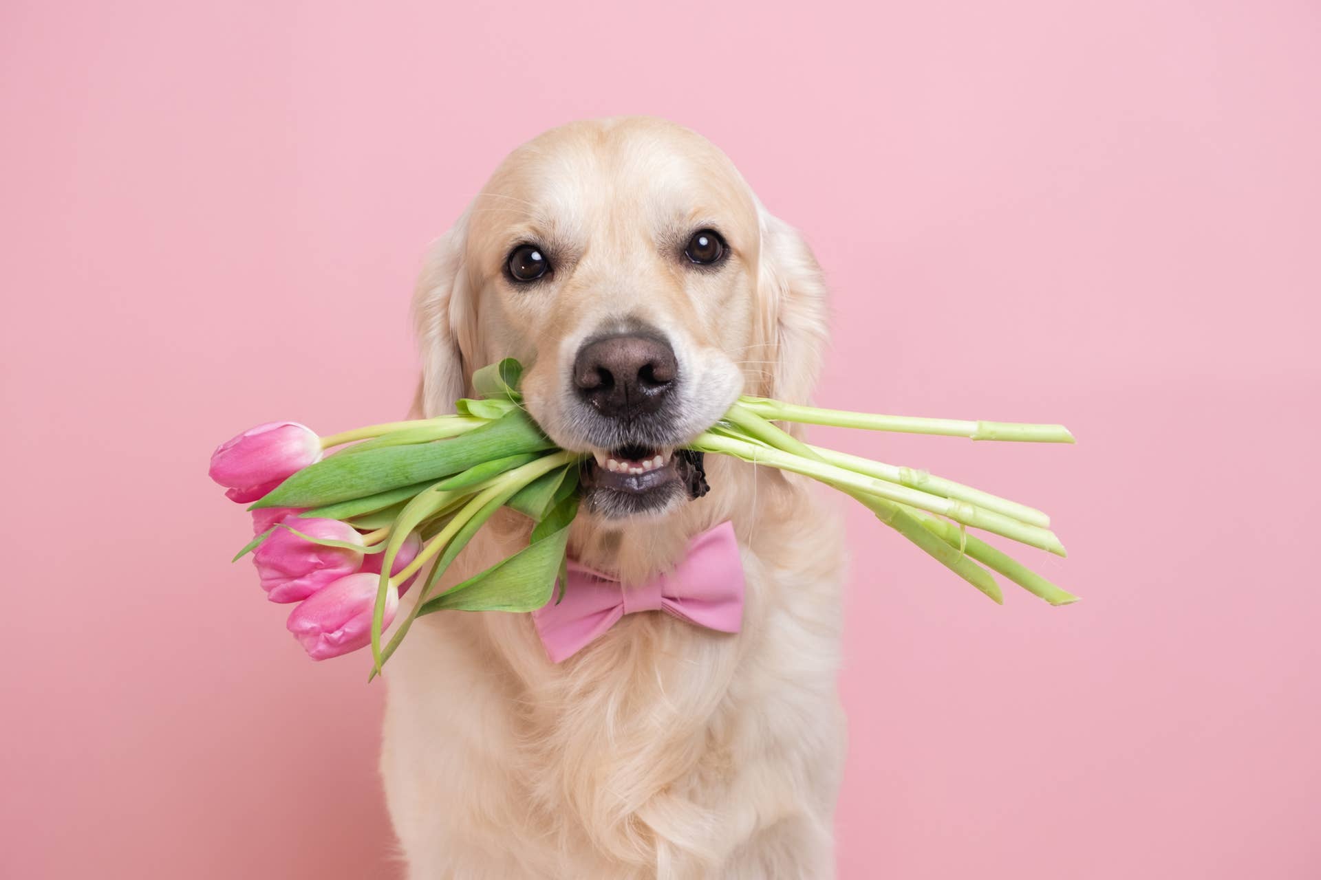 Why Golden Retrievers Bring You Random Gifts, According to Pet Experts ...