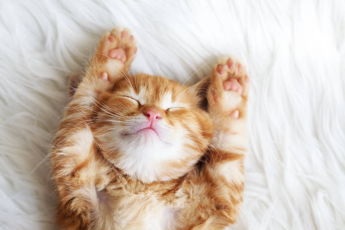 orange-kitten-lying-on-its-