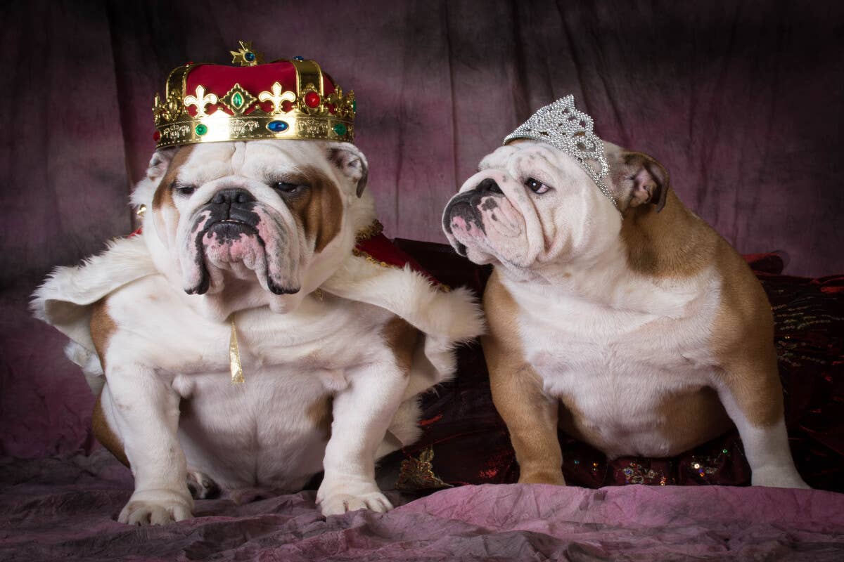 Story of Bulldogs Falling in Love at Doggy Day Care and Winding up ...