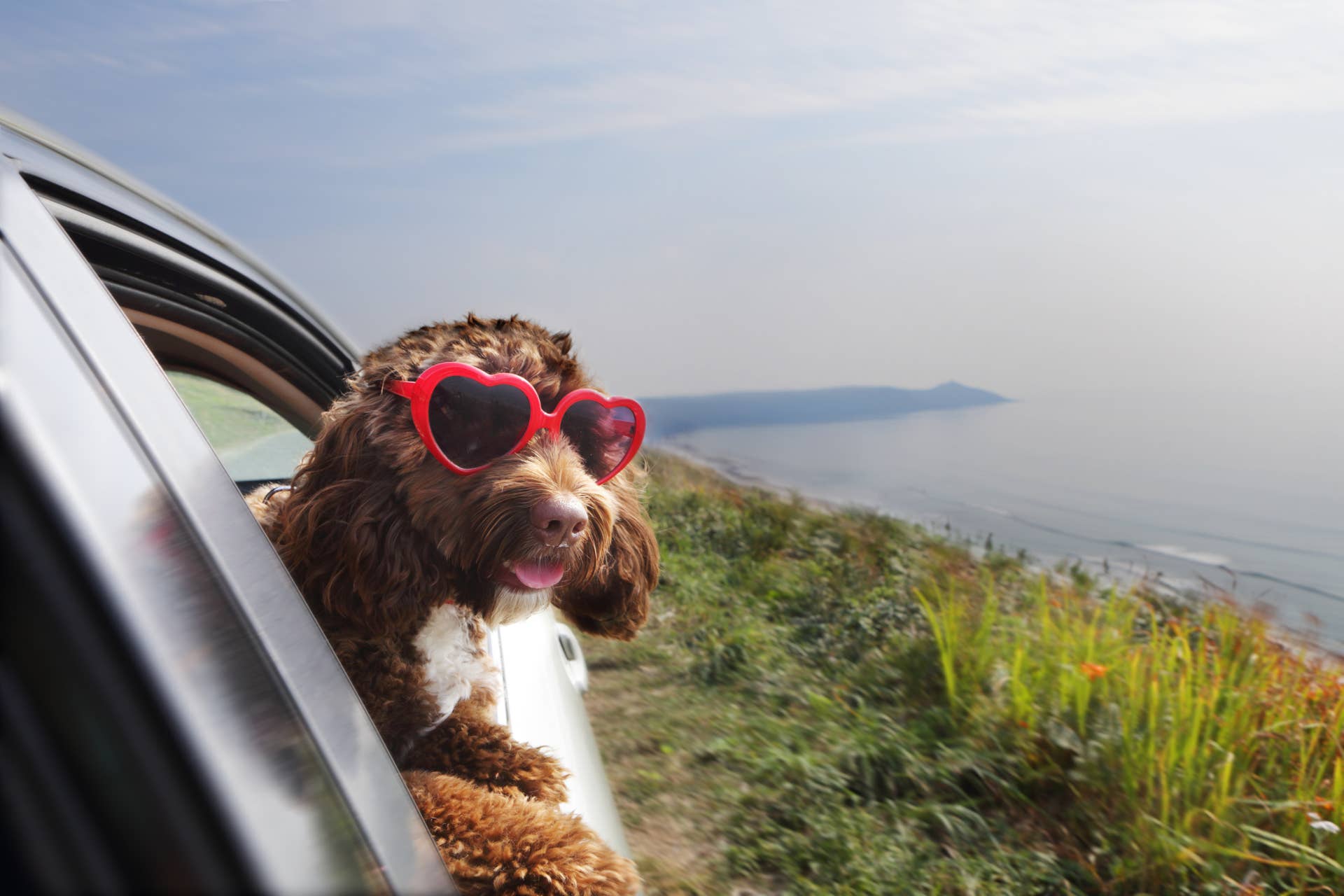 Pyramind Dog 6 Car Dogs Born to Be Passenger Princesses, According to Experts ...