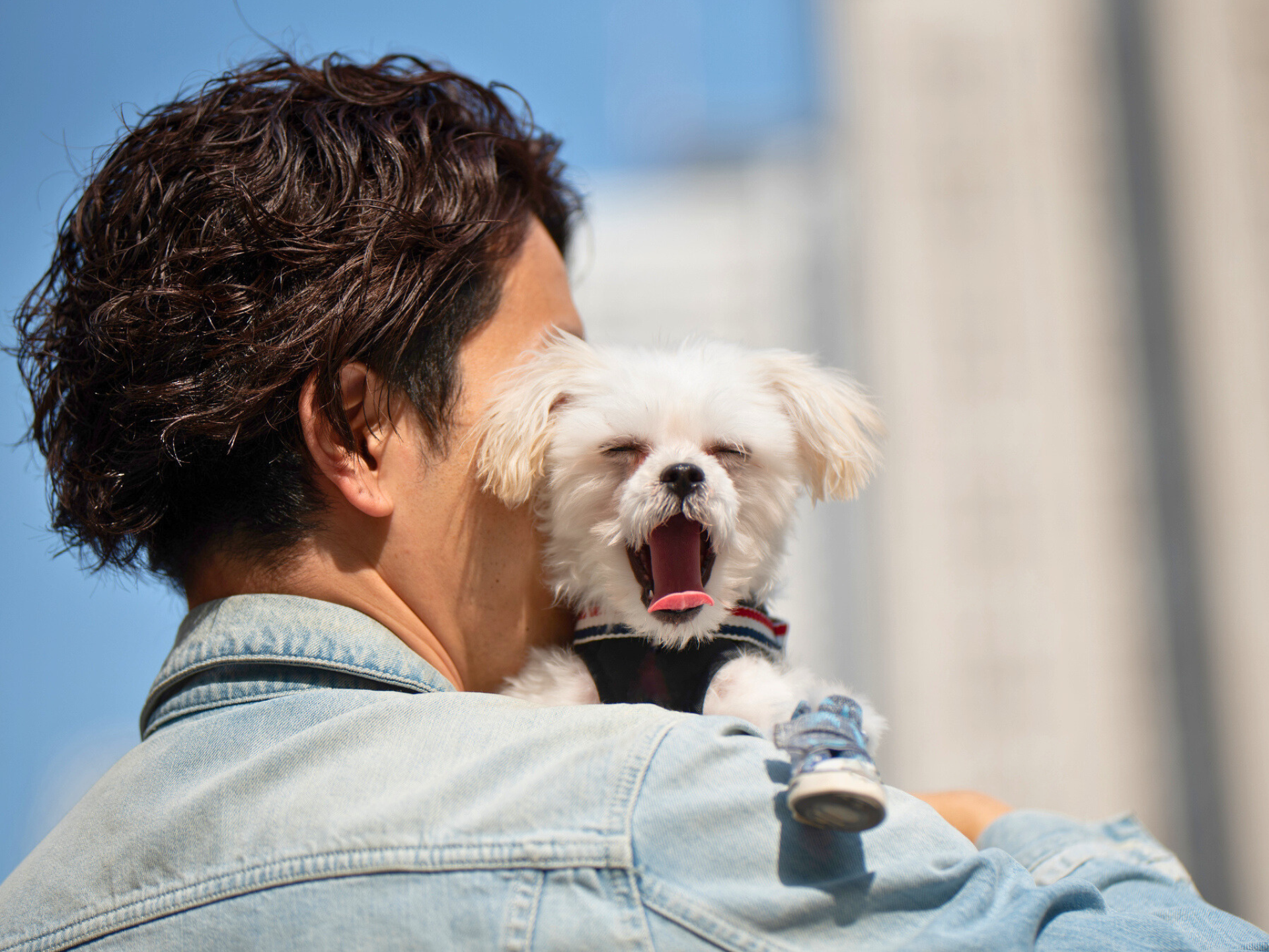 Slacking Dog This Quirk Could Be a Sign Your Dog’s Actually Stressed - Parade Pets