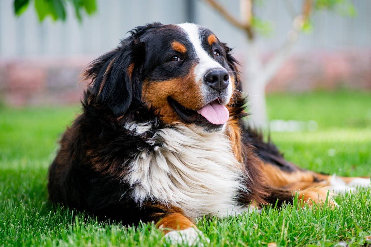 Bernese Mountain Dog’s Summer Survival Method Is So Relatable - Parade Pets