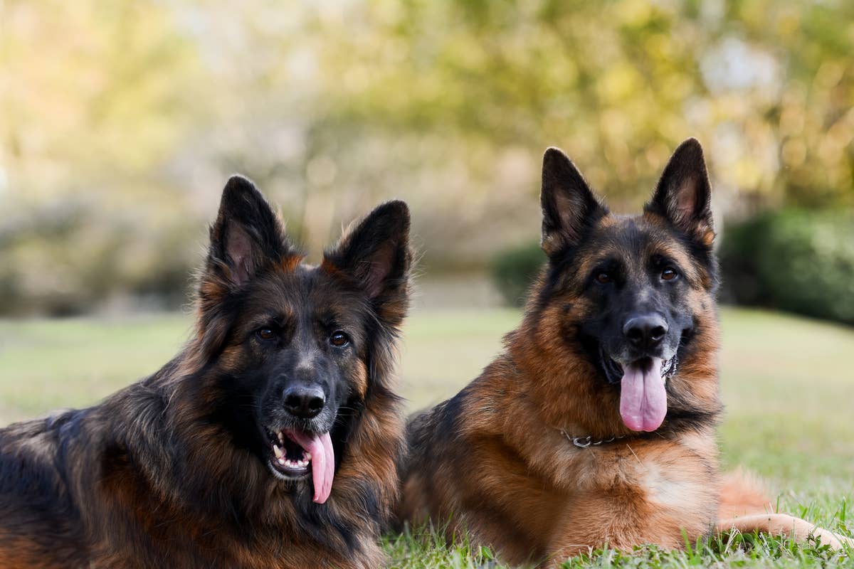 Shepherd Interrupts Secret Engagement With Hilarious Leash Snafu ...