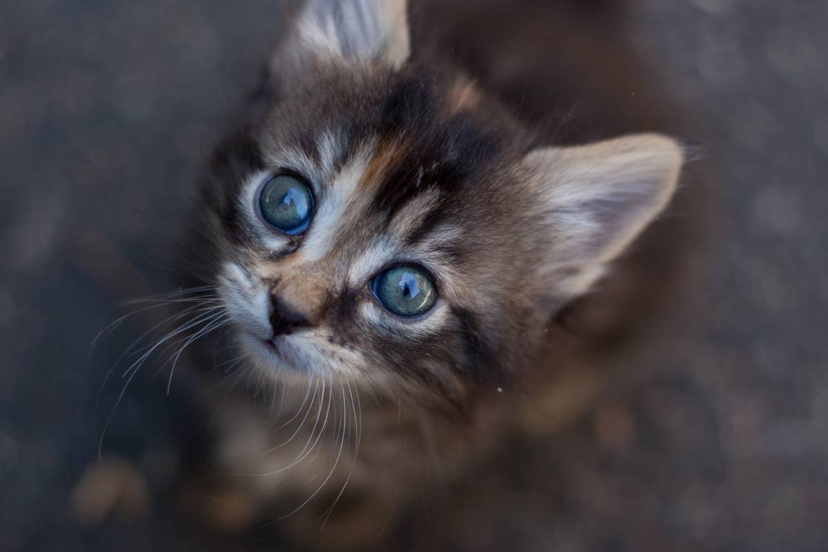 Rain-Soaked Kitten Rescued from Dumpster Gets Beautiful Happy-Ever ...