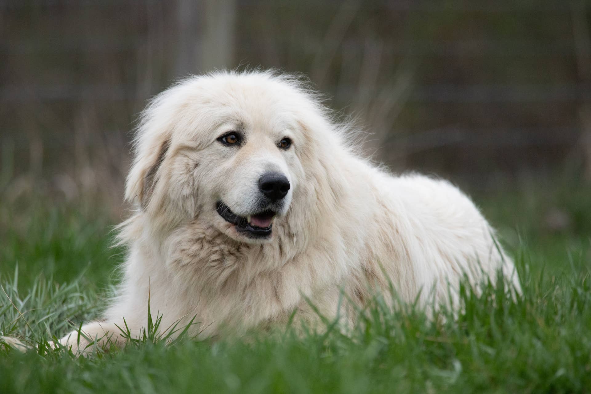 7 Big Fluffy Dog Breeds That Love to Cuddle - Parade Pets