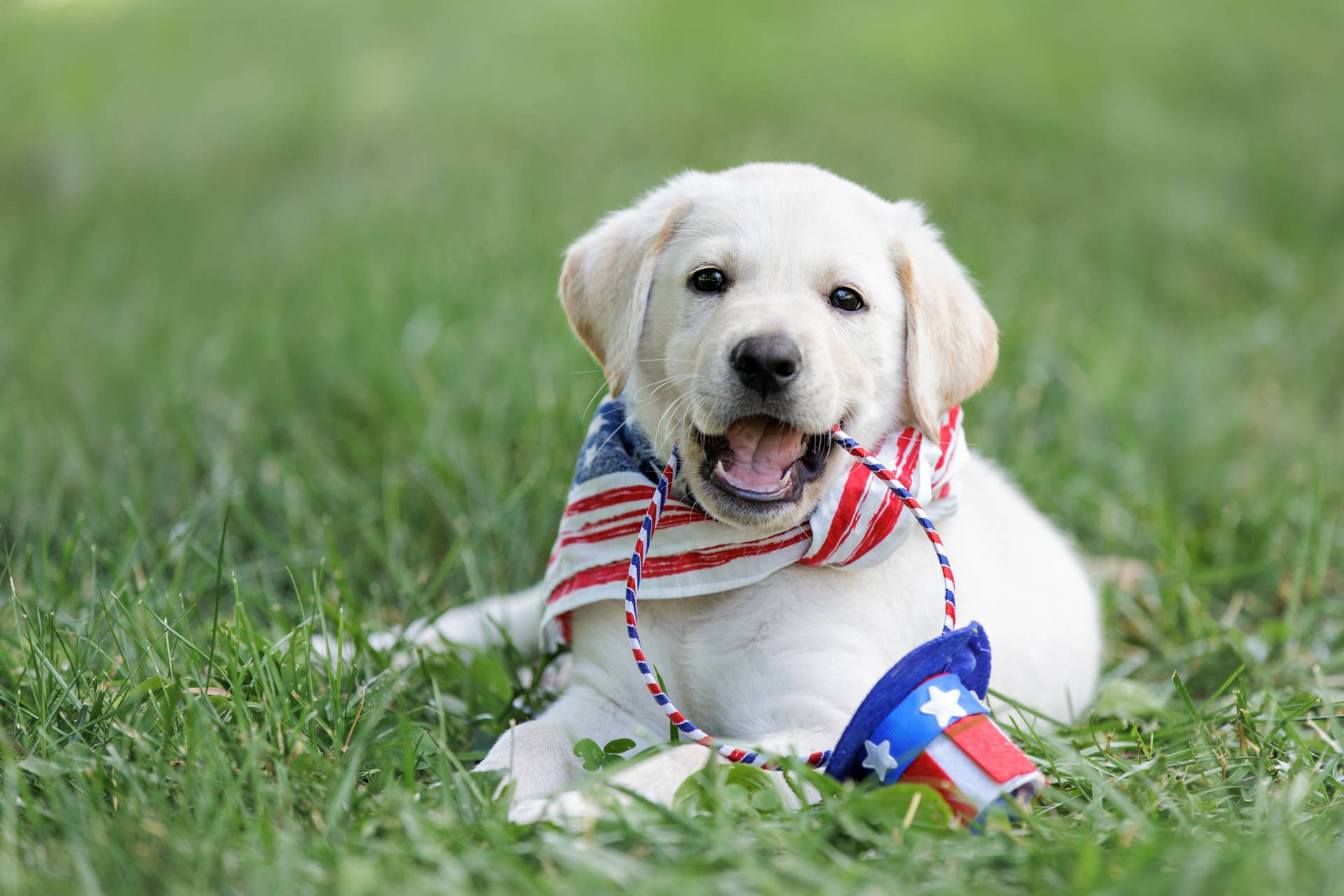 The Biggest Fourth of July Risks for Dogs, According to Vets - Parade Pets