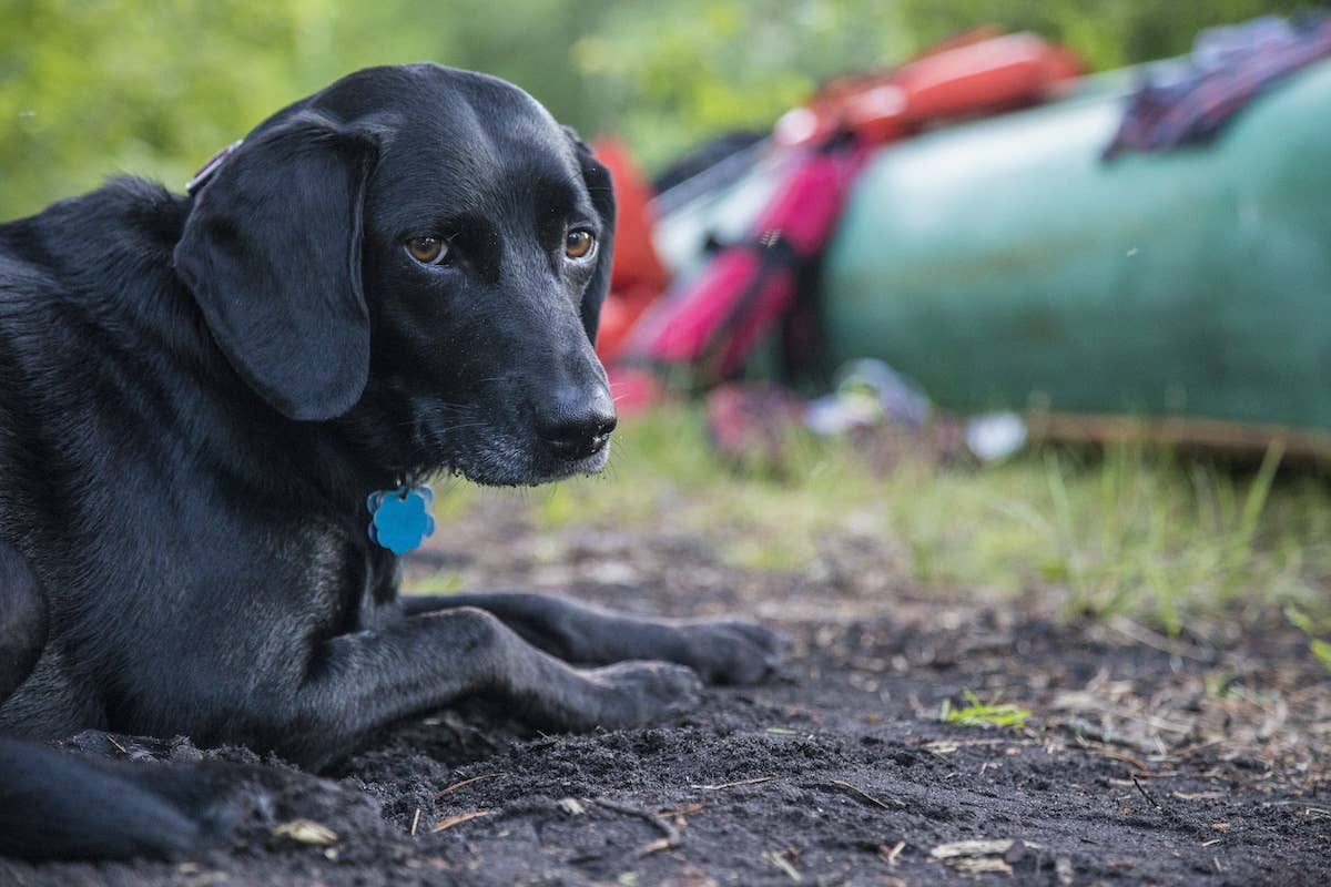 Lab Side Eye Black Labarador Giving Major Side-Eye on Camping Trip Just Wants a ...