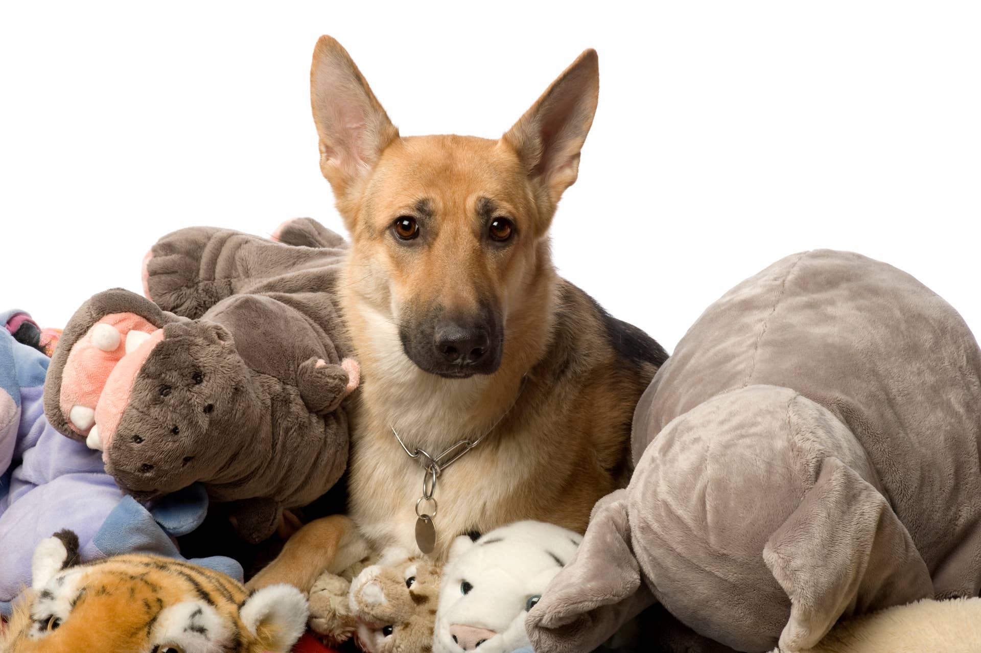 7 Most Playful Dog Breeds, According to Experts - Parade Pets