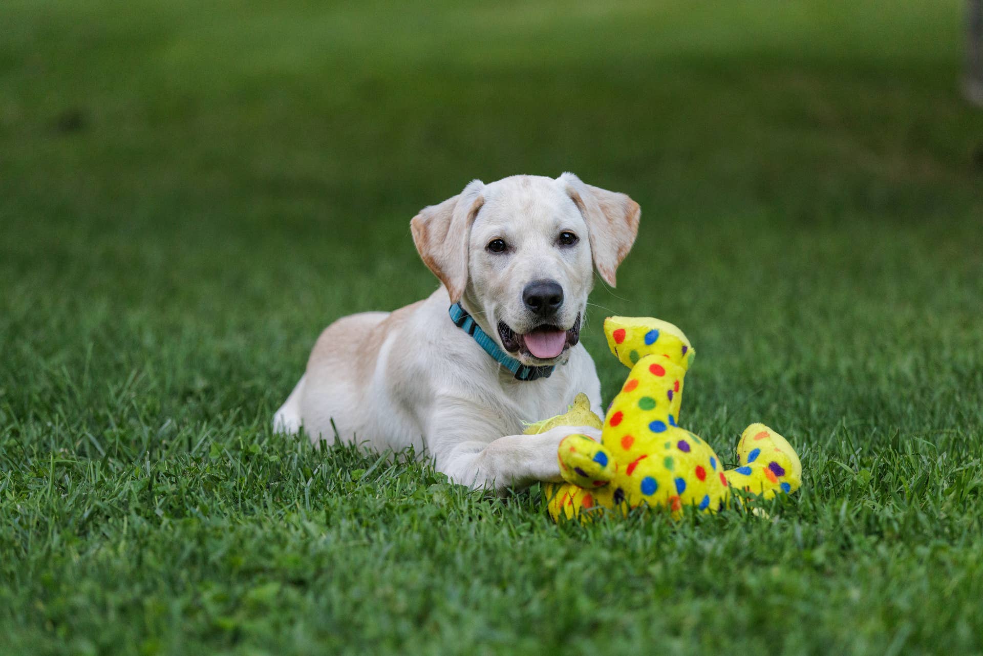 7 Most Playful Dog Breeds, According to Experts - Parade Pets