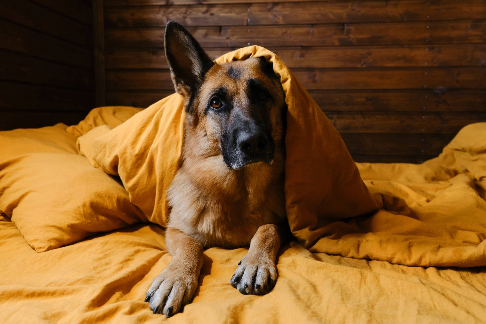 Early Riser Dog 5 Best Dog Breeds For Early Risers, According to Experts - Parade Pets