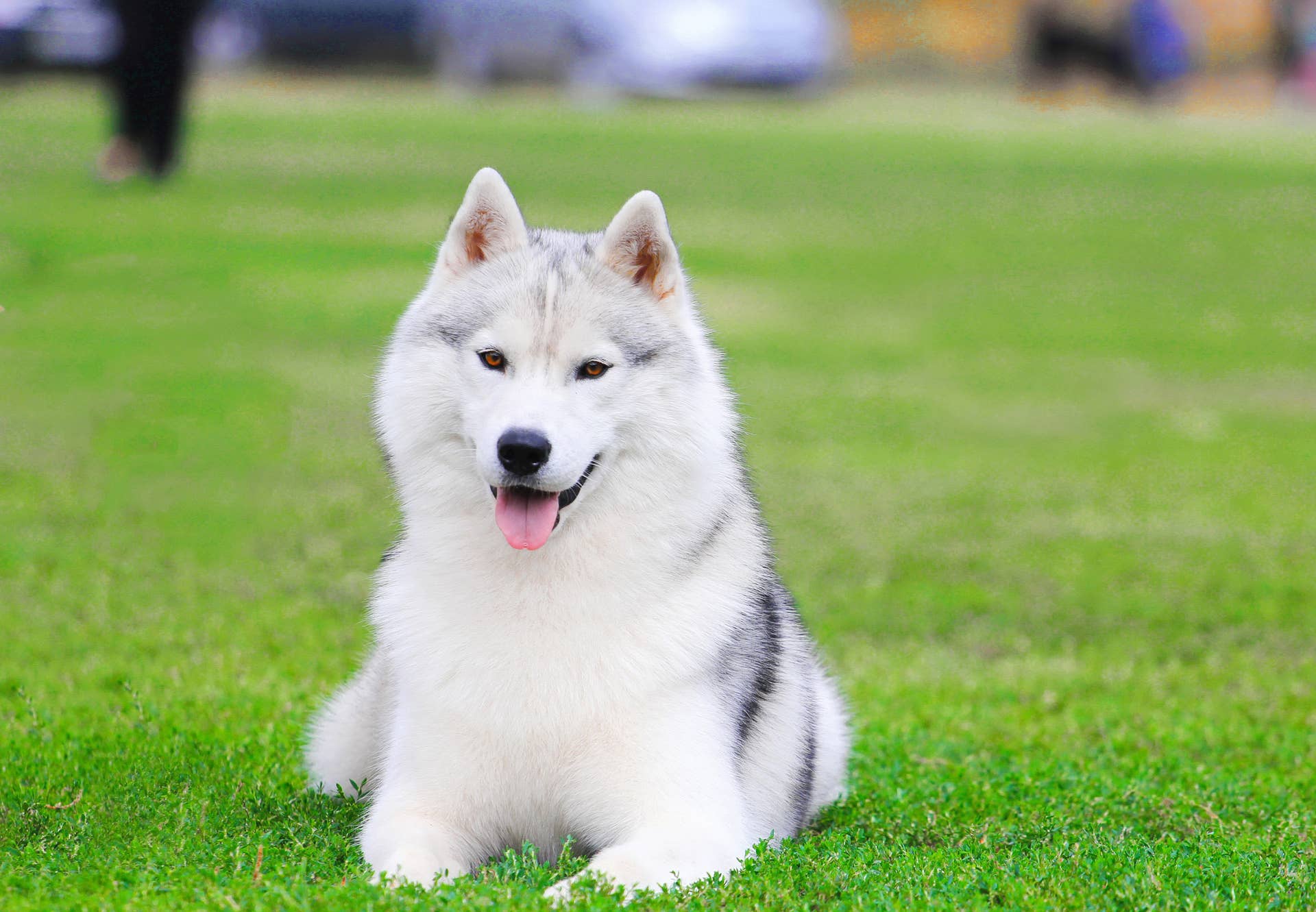 Early Riser Dog 5 Best Dog Breeds For Early Risers, According to Experts - Parade Pets