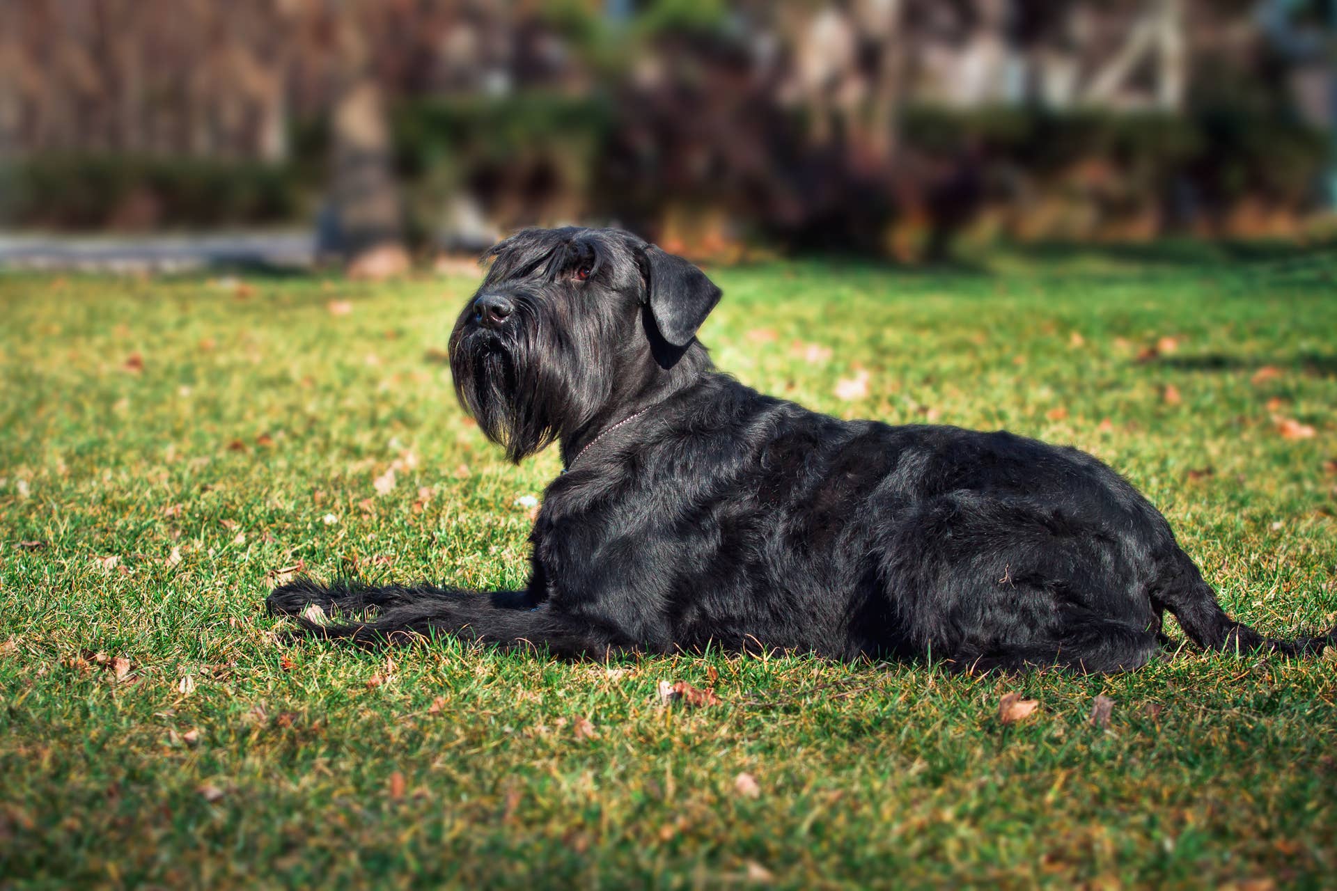 Early Riser Dog 5 Best Dog Breeds For Early Risers, According to Experts - Parade Pets