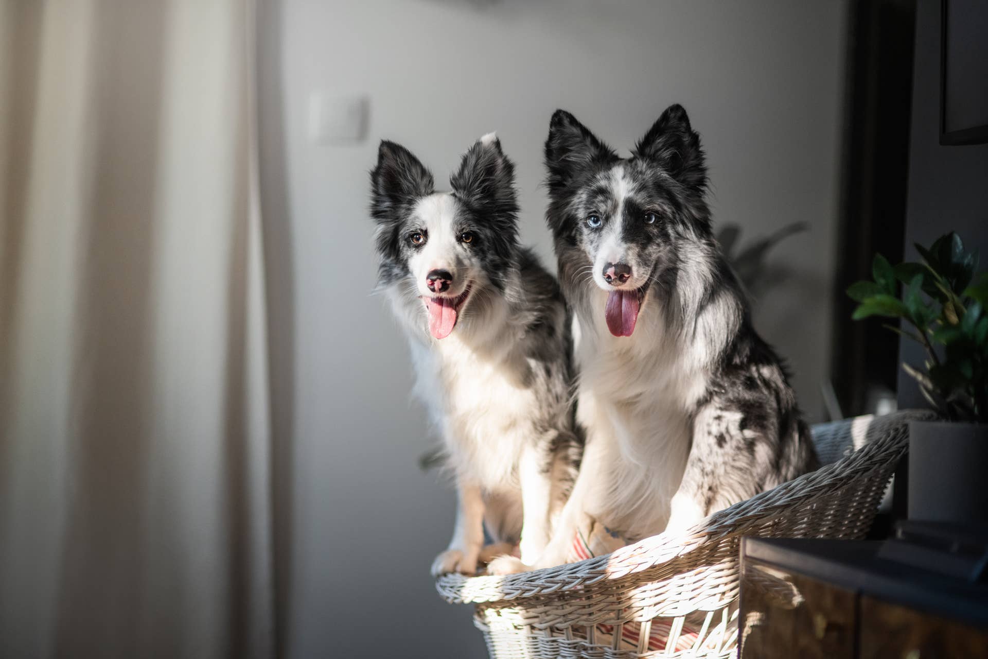 5 Best Dog Breeds For Early Risers, According to Experts - Parade Pets