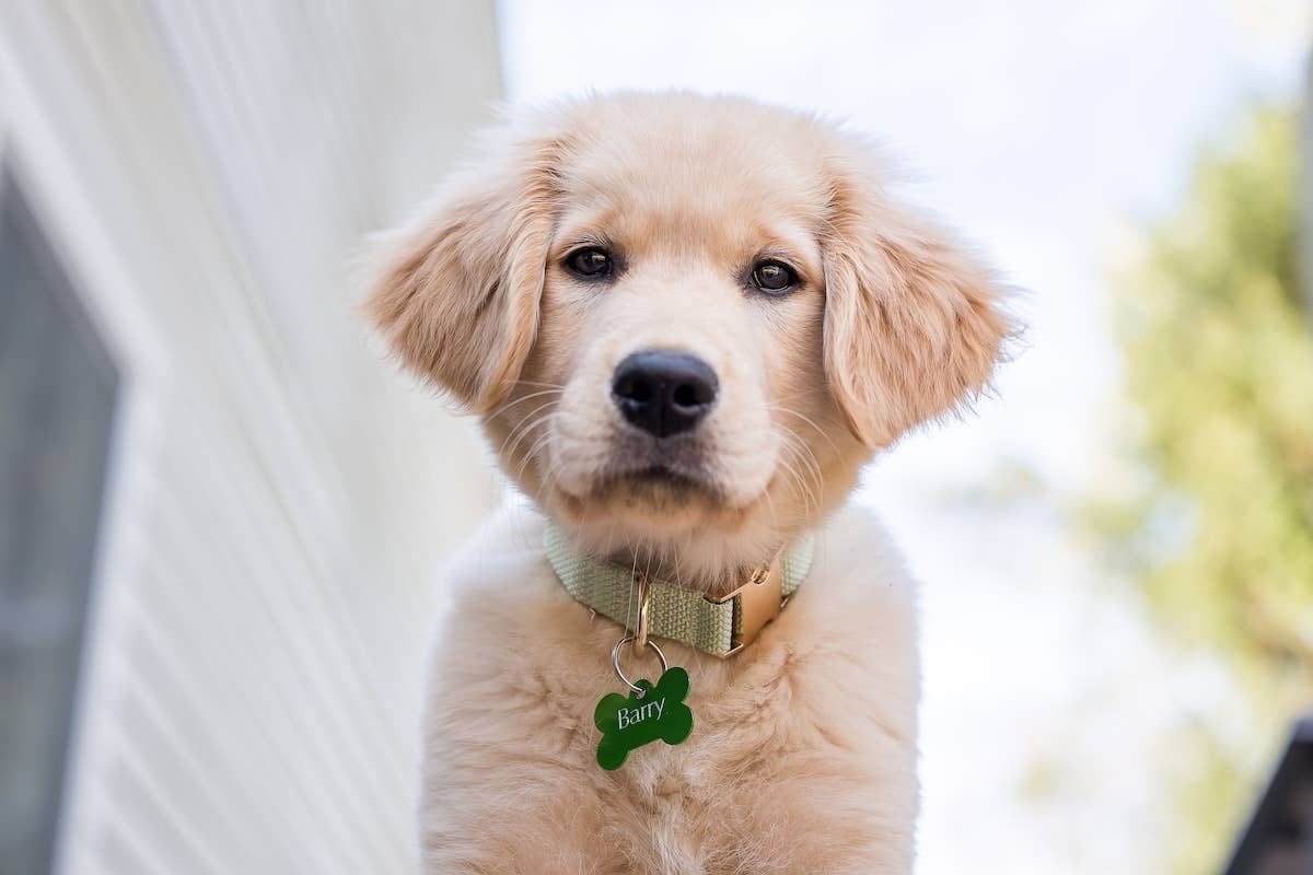 Golden Retriever s Gentle Way Of Showing Dad Affection Is Beyond Sweet Golden Retriever s Gentle Way Of Showing Dad Affection Is Beyond Sweet