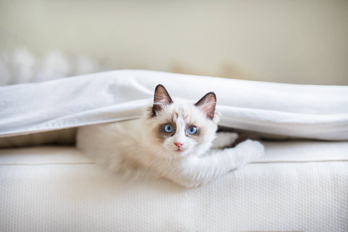 Ragdoll Cat Sweetly Asks Human Mom to 'Stay With Her' While She Births ...