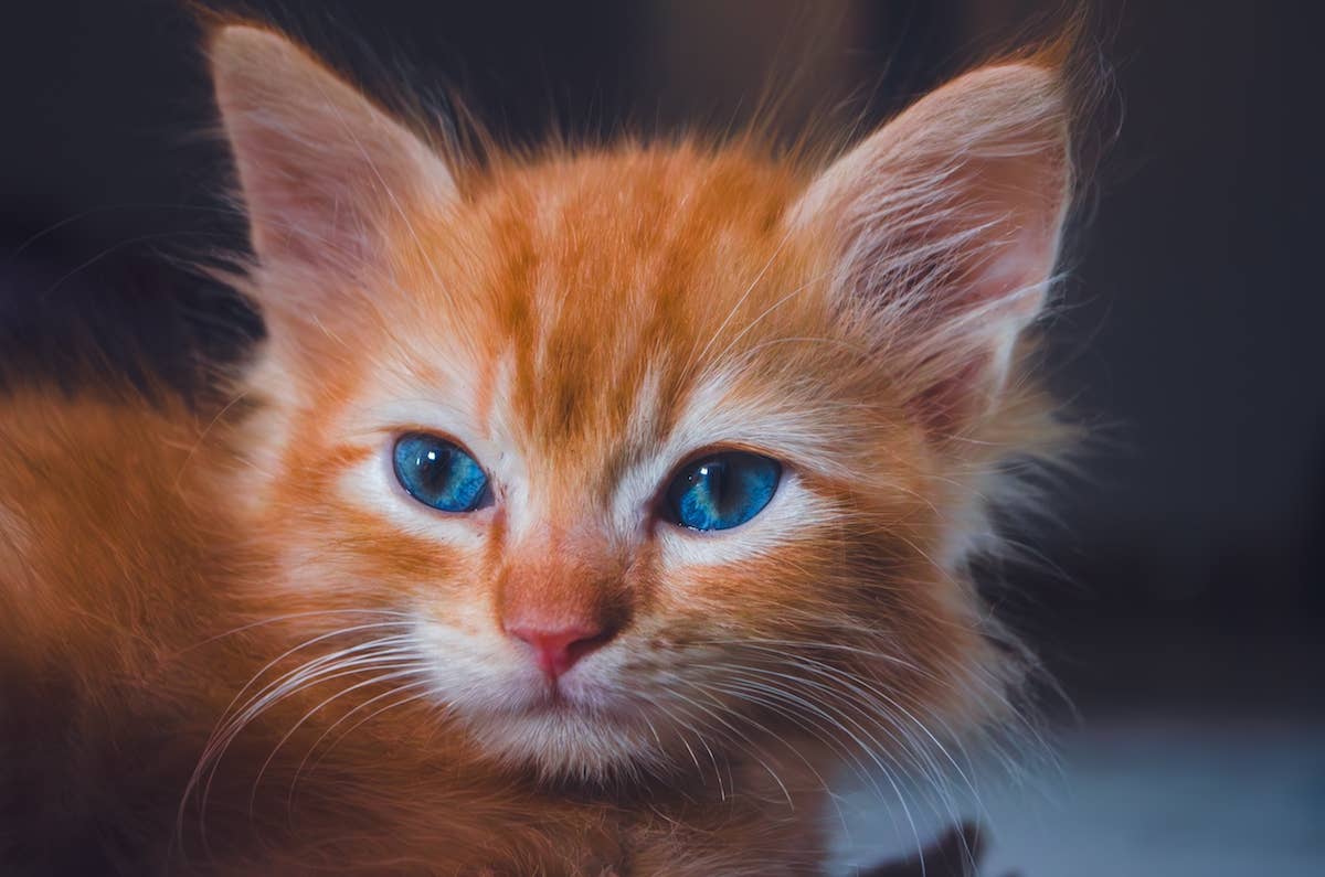 Tiny Paralyzed Orange Kitten Has the Cutest Spaghetti Legs You'll