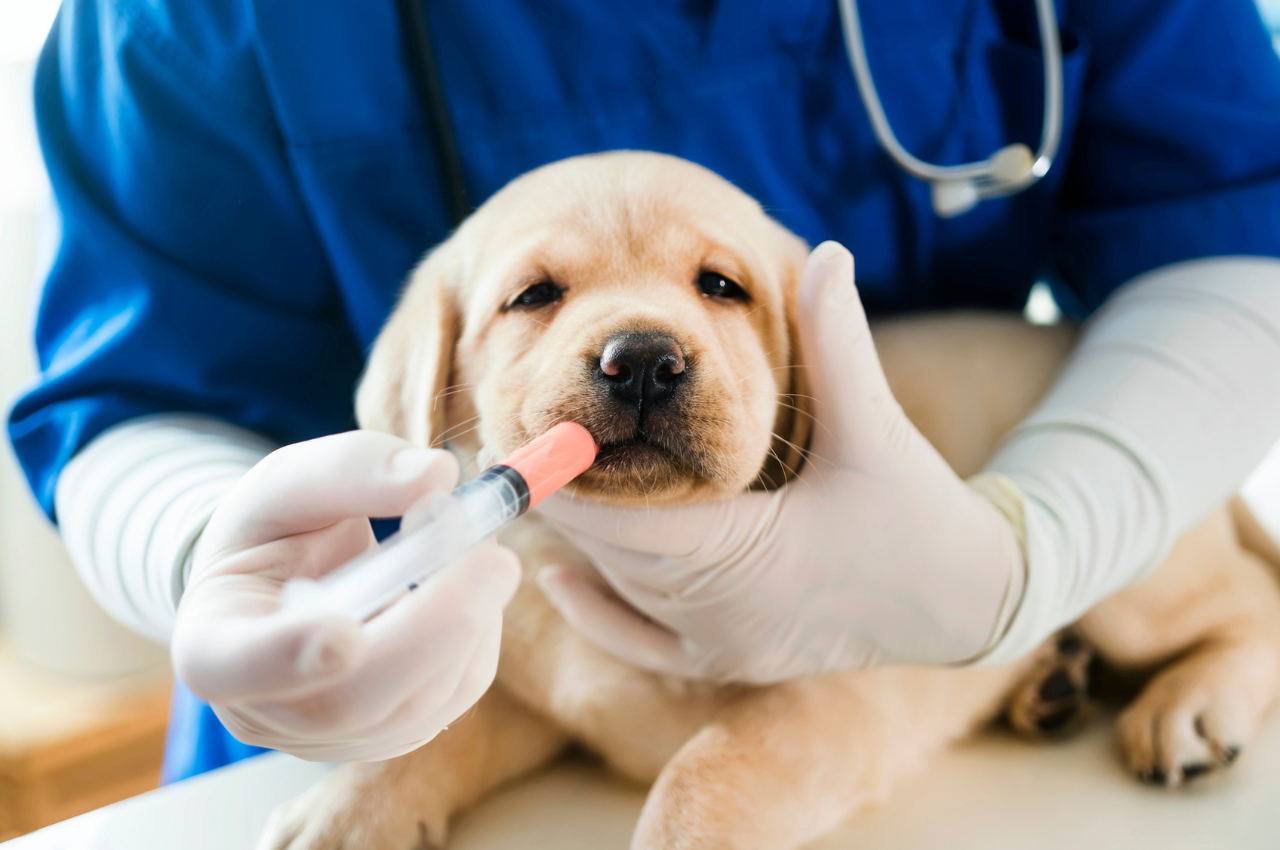 How to Save Money on Vet Bills: Our Biggest Tip - Parade Pets