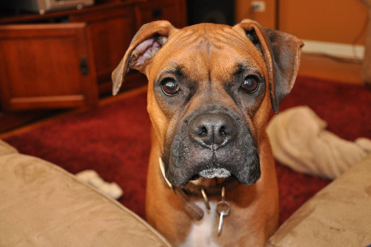 Boxer's Twirly Hops for Treats Look Like an Olympic Ice Skating Routine ...
