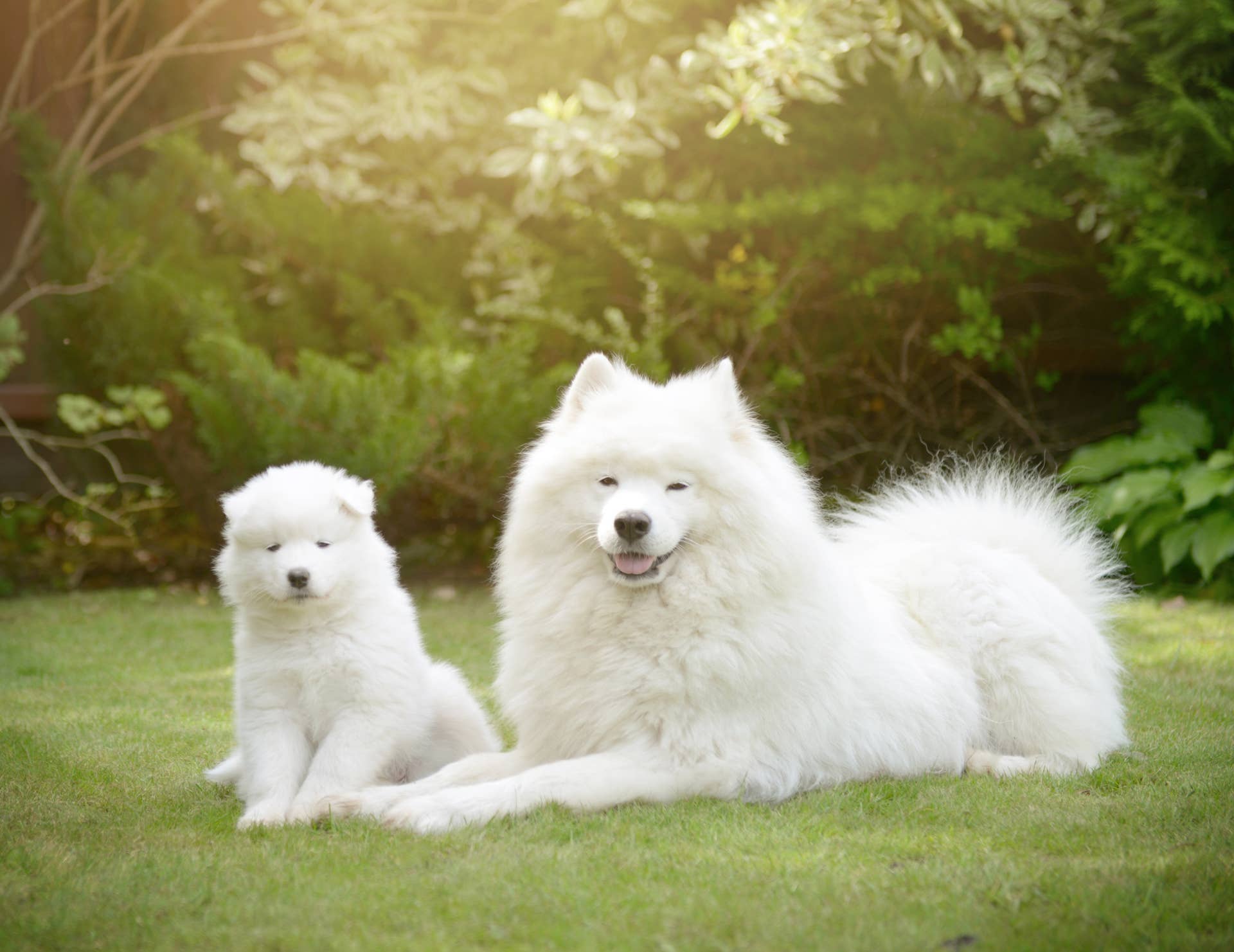 Samoyedp 7 Softest Dog Breeds for Fluffy Fur Cuddling - Parade Pets