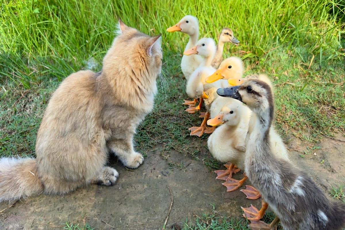 Ducks Entrust Cat as Their 'Fearless Leader' and It Couldn't Be More ...