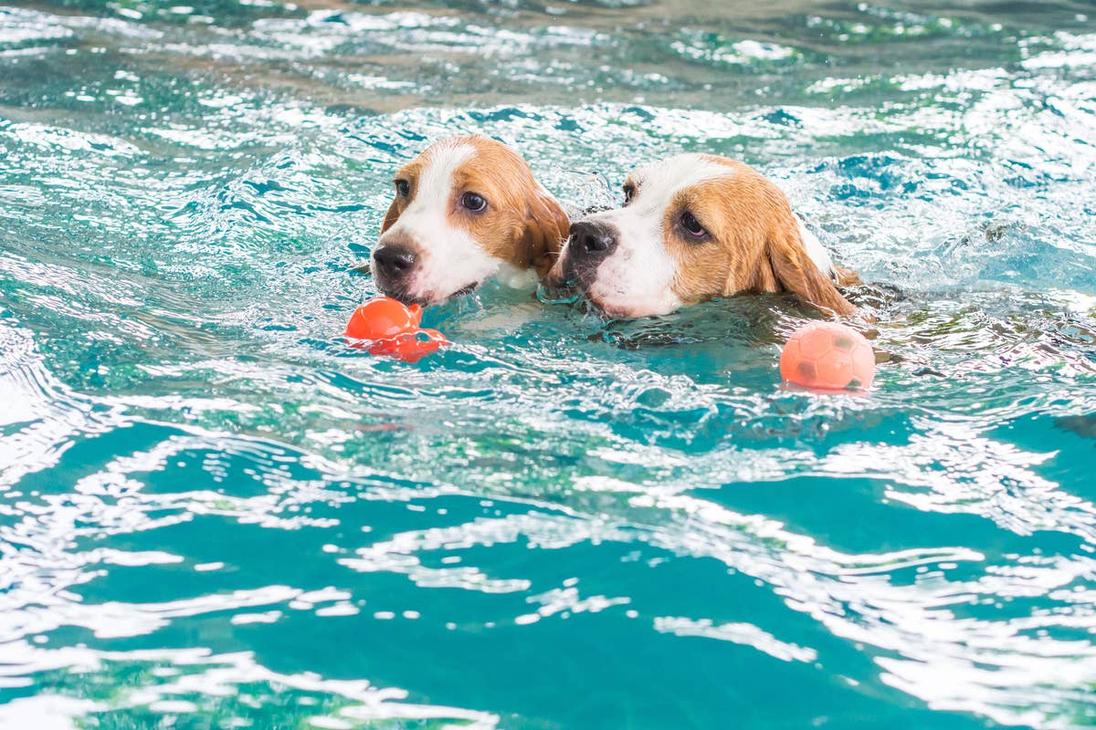 Beagles’ Scenic Swim in the Italian Alps Turns Into Adorable Chaos ...