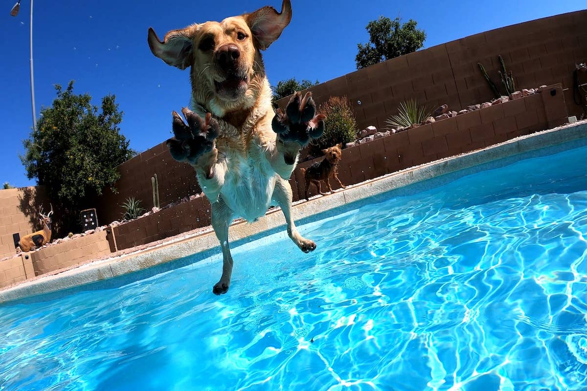 Brave Labradors Belly-Flopping Into Pool To ‘Save Their Baby’ Are the ...