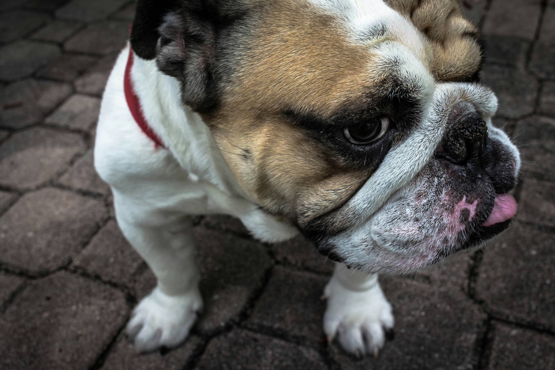 Why is Your Dog Grumpy? 7 Surprising Reasons From Experts - Parade Pets