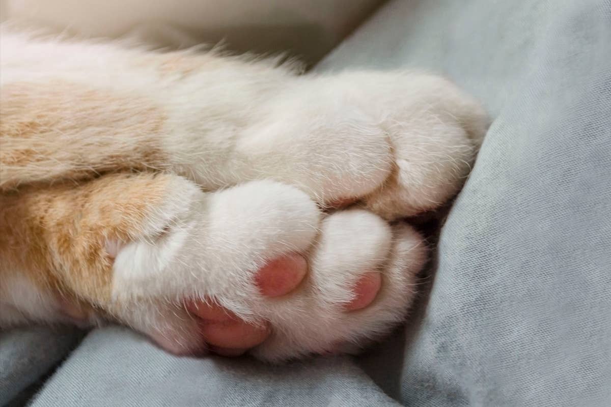 Mini Walk In Rescue Sweet Rescue Cat Named ‘Itty Bitty’ Becomes Biscuit-Making Princess in ...